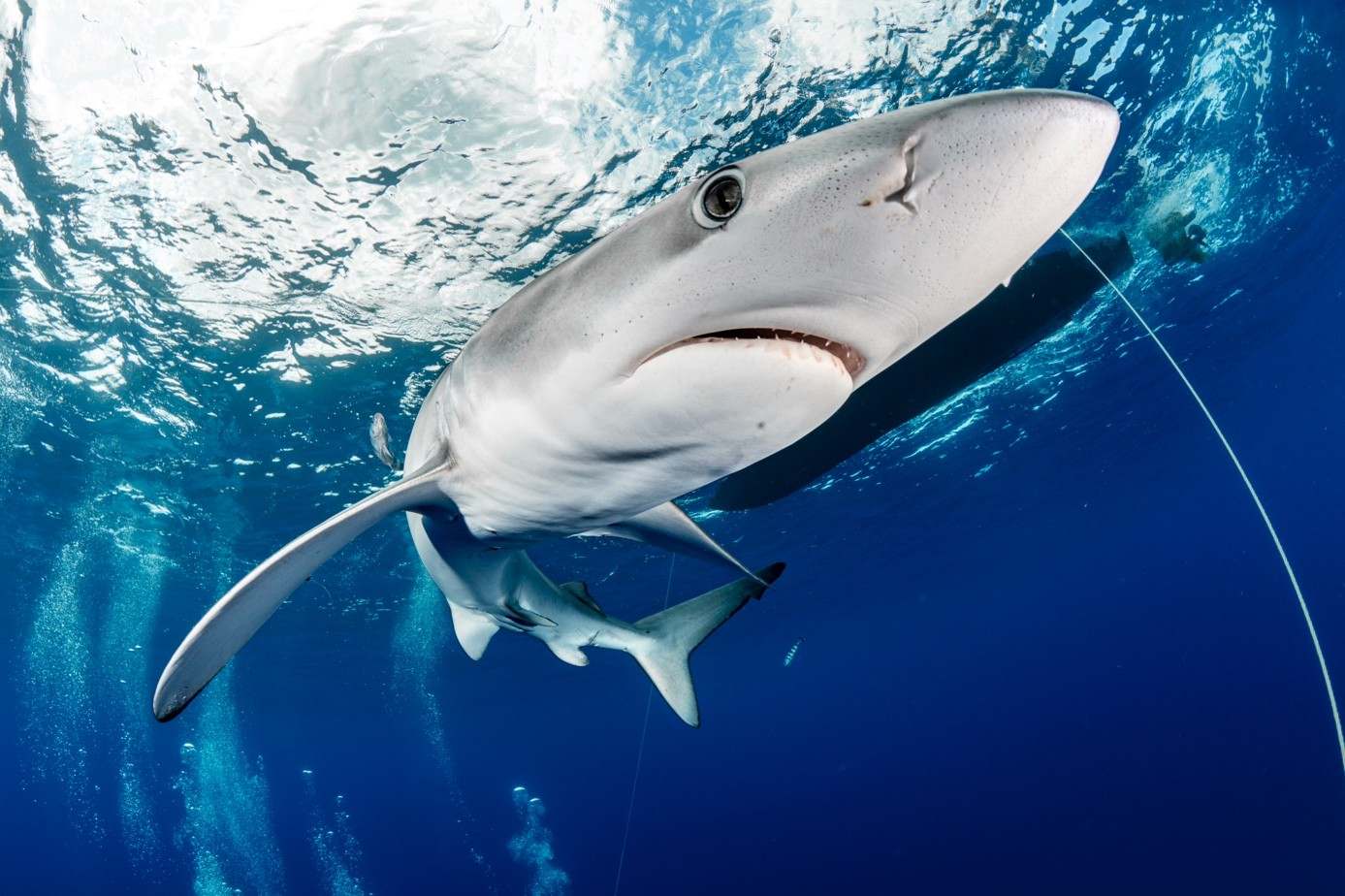 Requin peau bleue dans les rais de lumière de l’Atlantique, Açores