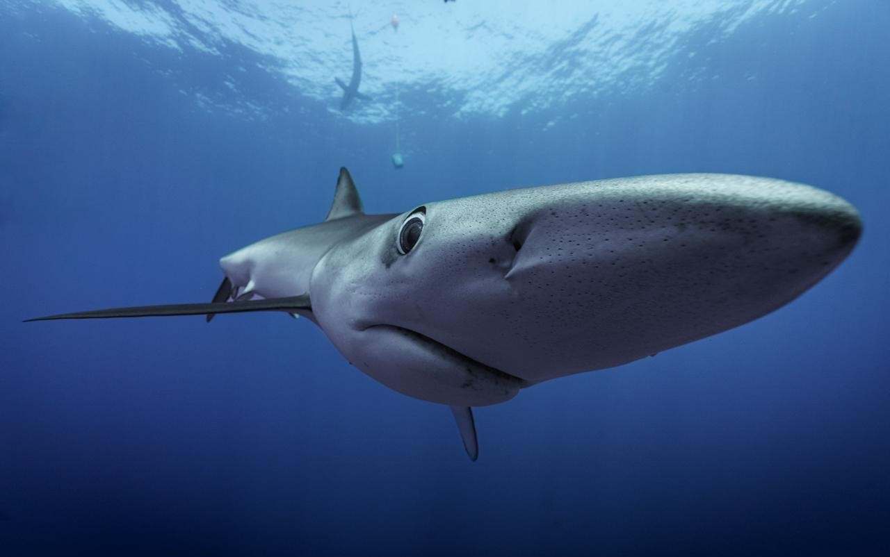 Requin peau bleue dans les rais de lumière de l’Atlantique, Açores
