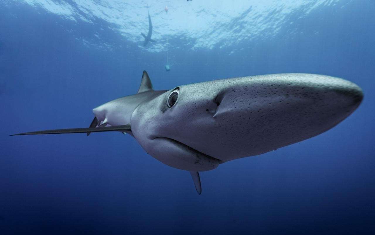 Requin peau bleue dans les rais de lumière de l’Atlantique, Açores