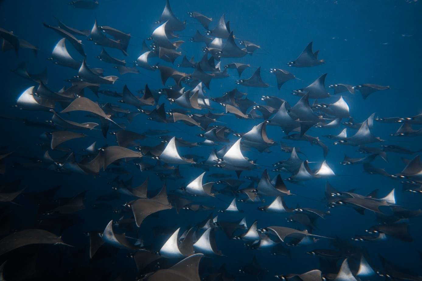 Nuée de raies mobula par milliers, mer de Cortez, Basse-Californie