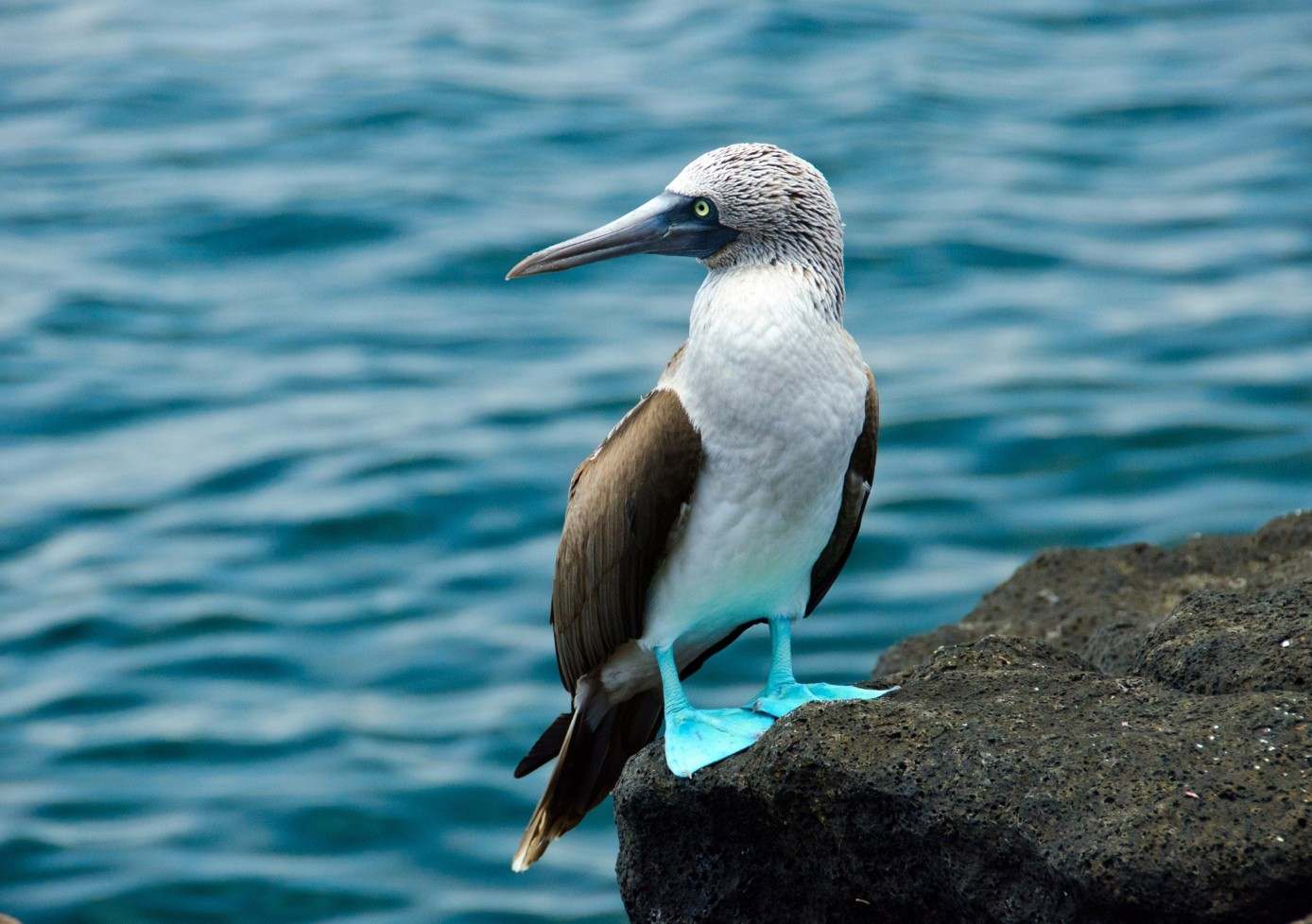 Fous à pattes bleues
