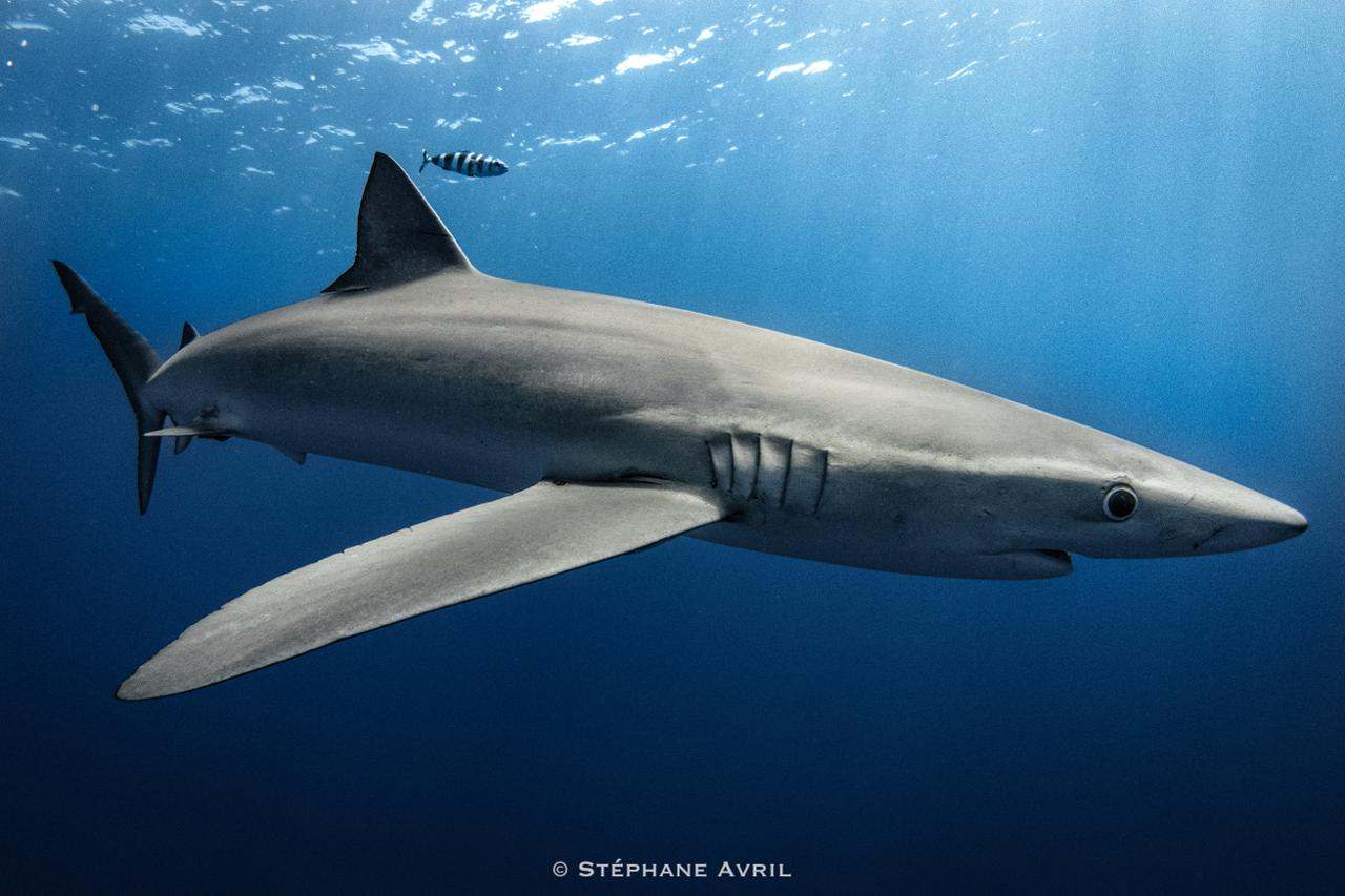 Requin bleu