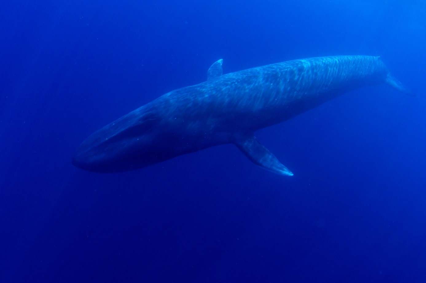 Baleine bleue pygmée