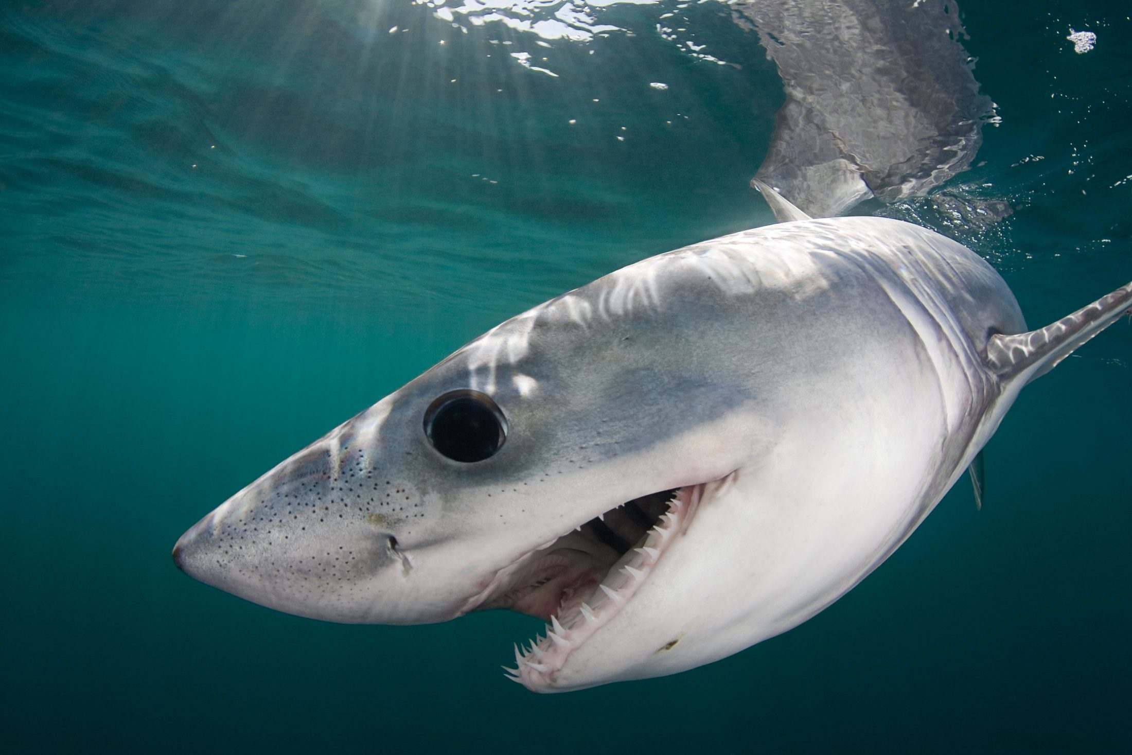 Porbeagle shark just below the surface, mouth ajar, in shafts of sunlight