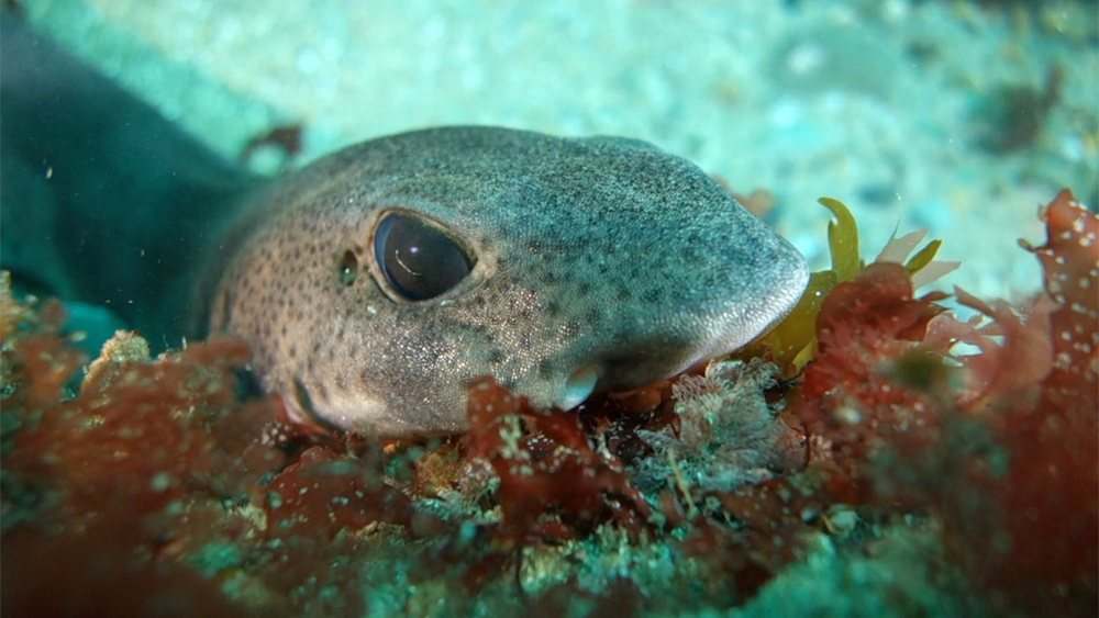 Small-spotted catshark