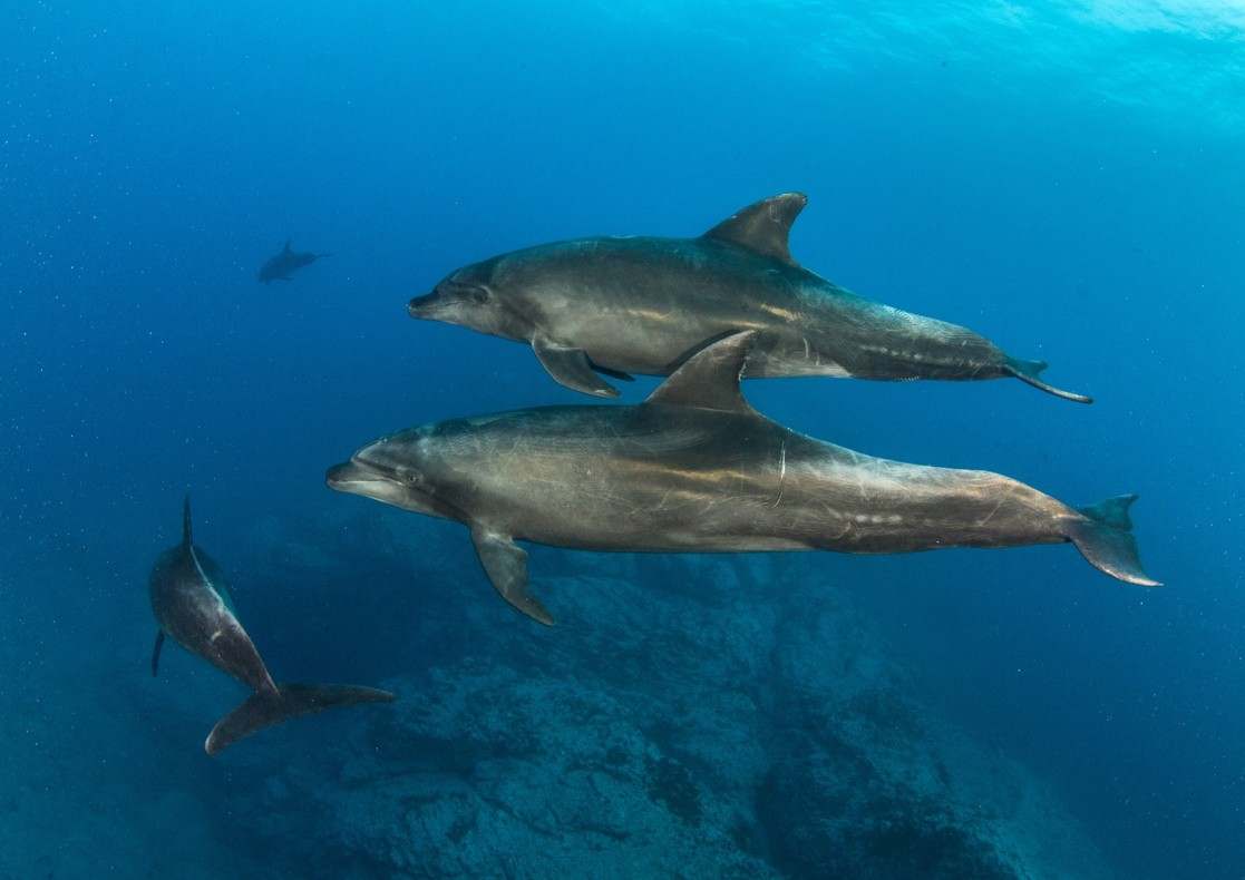 Dauphins