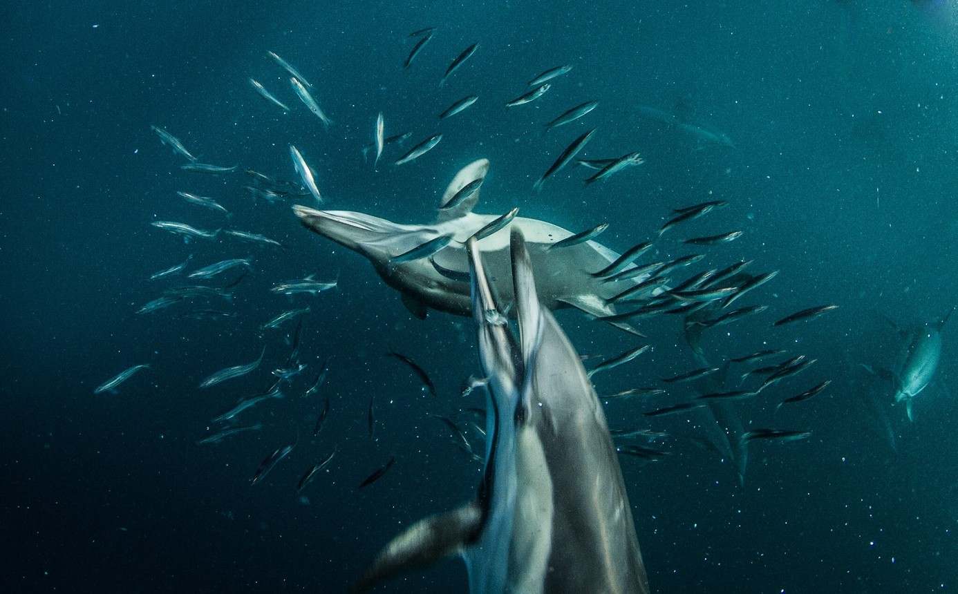 Dauphins