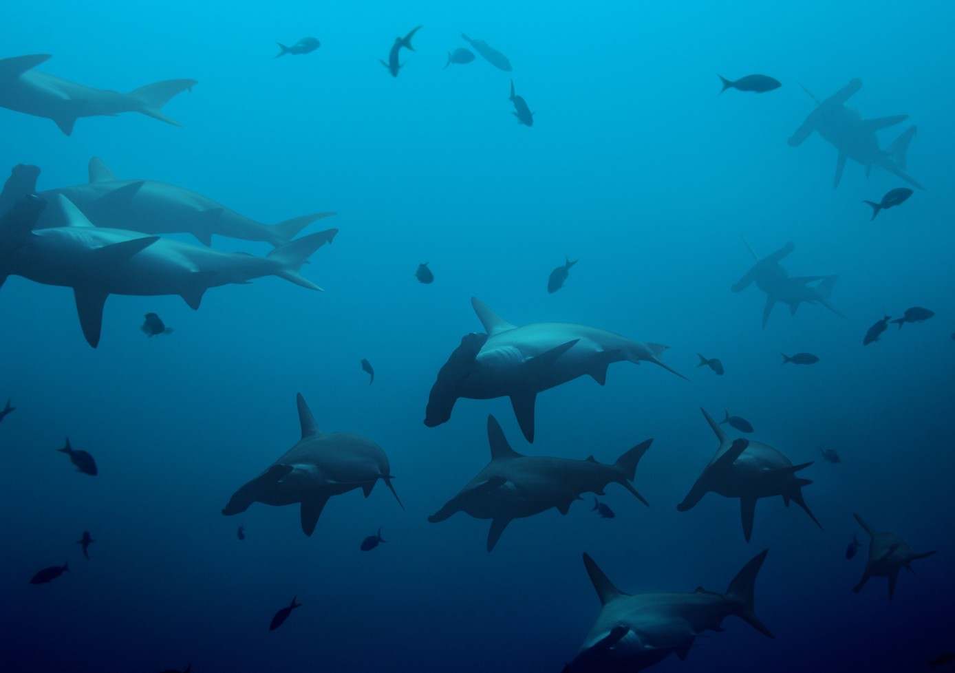 Banc de requins-marteaux dans le bleu, Galápagos