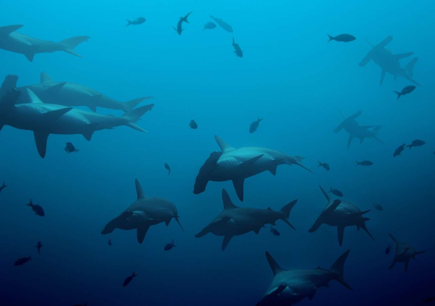 Banc de requins-marteaux dans le bleu, Galápagos