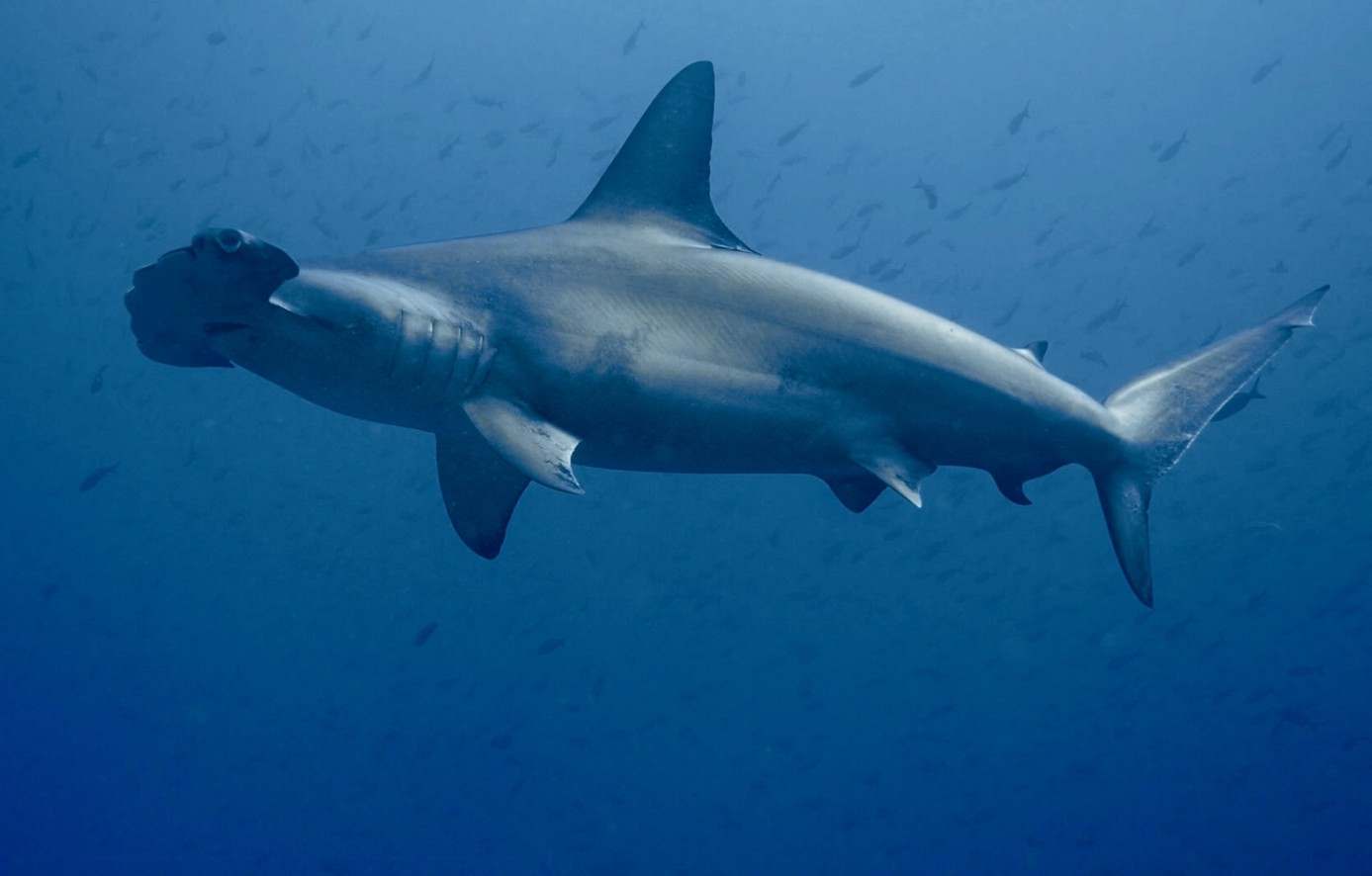 Bancs de requins-marteaux
