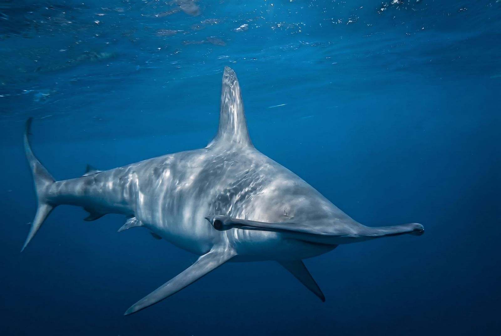 Requin-marteau lisse