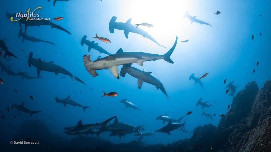 Bancs de requins-marteaux