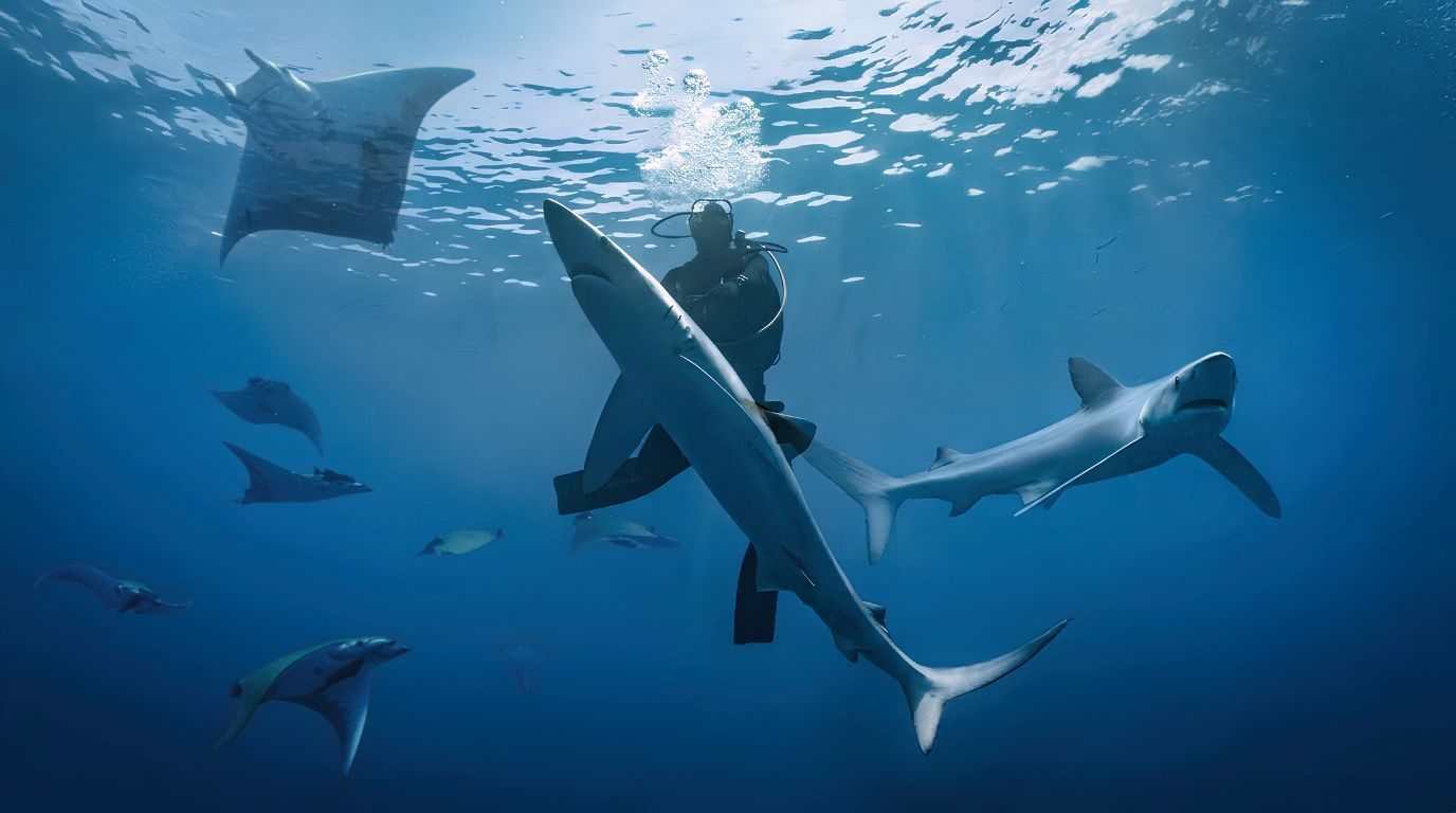 Un plongeur entouré de requins peau bleue et de raies mobula dans le grand bleu