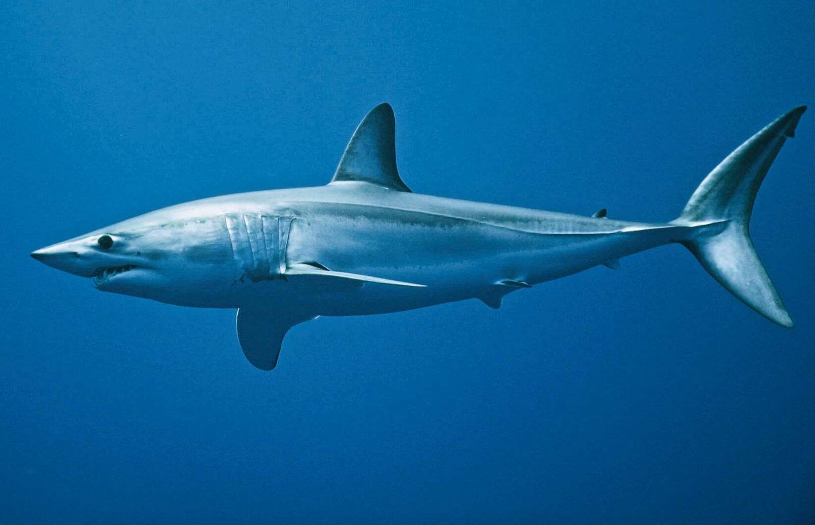 Requin mako