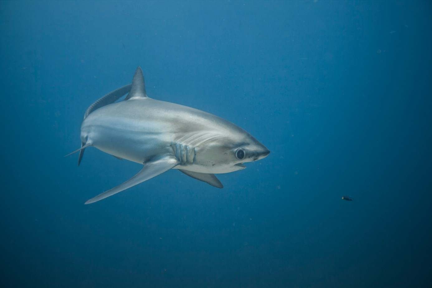 Requin-renard pélagique et sa longue nageoire caudale, Malapascua, Philippines