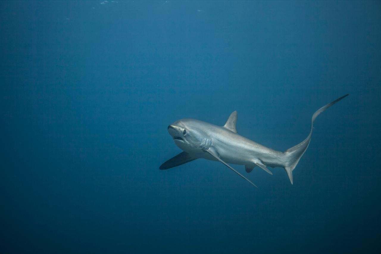Requin-renard pélagique et sa longue nageoire caudale, Malapascua, Philippines