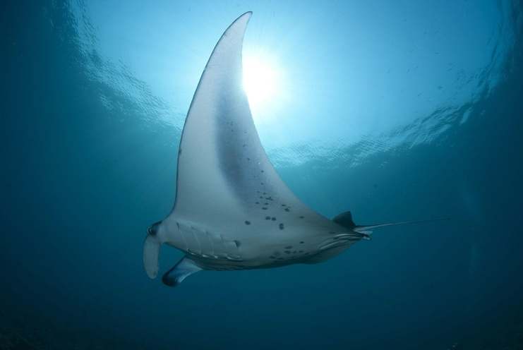 Raies mantas