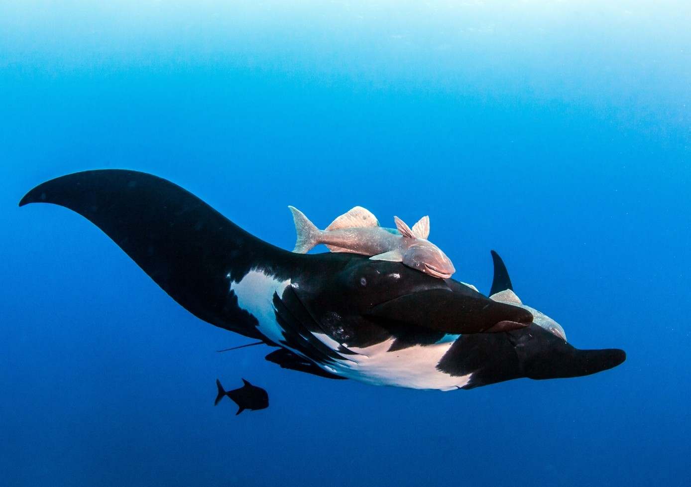 Raies mantas océaniques géantes