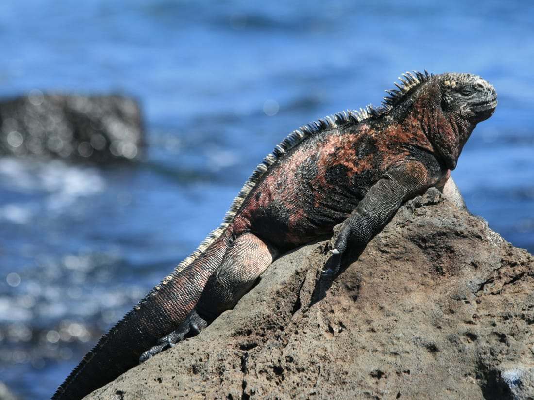 Iguanes marins