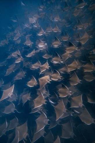 Raies mobula