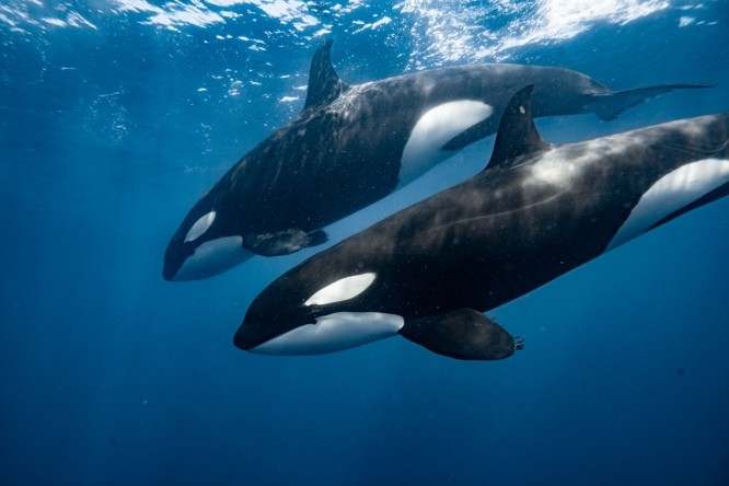 Orques et autres baleines (si on a de la chance !)