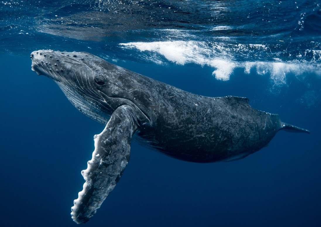 Baleine à bosse glissant près de la surface dans le bleu, Polynésie française