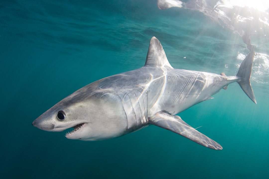 Porbeagle shark