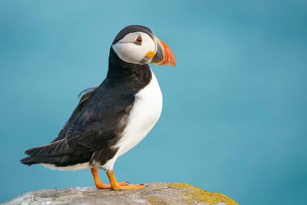 Atlantic puffin