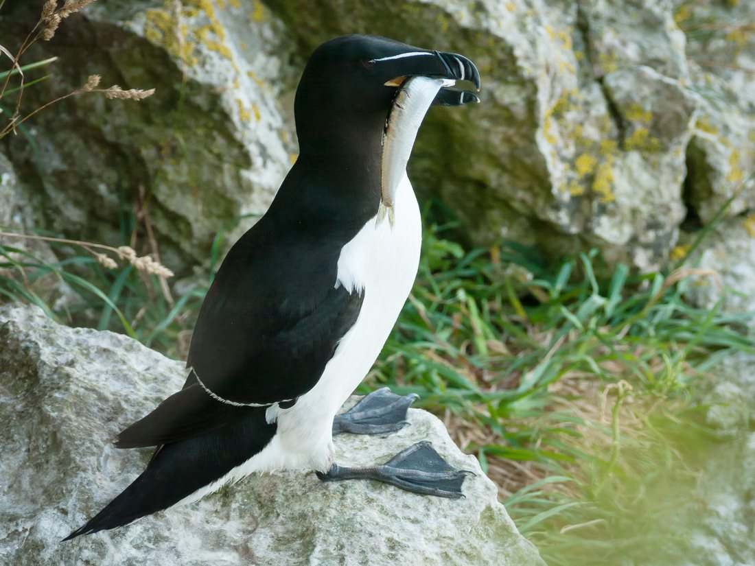 Razorbill