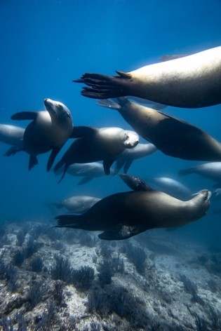 Otaries