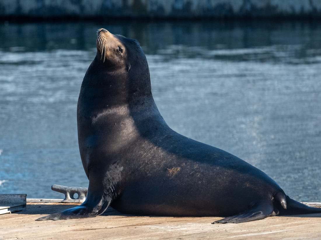 Otaries espiègles