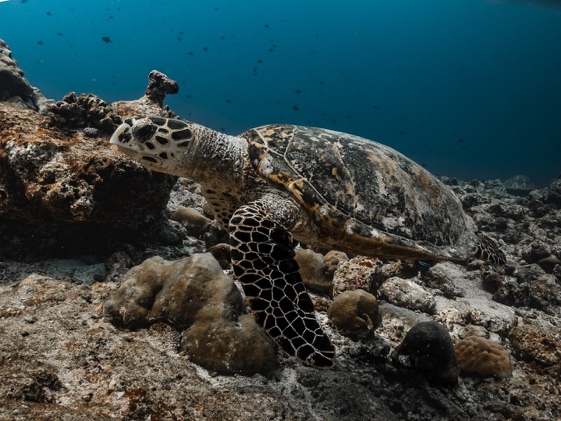 Tortue imbriquée