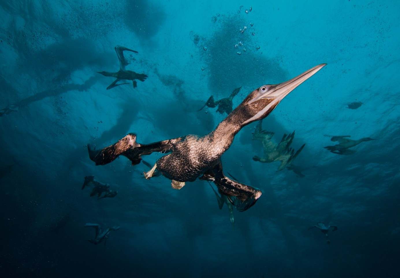 Oiseaux marins en chasse