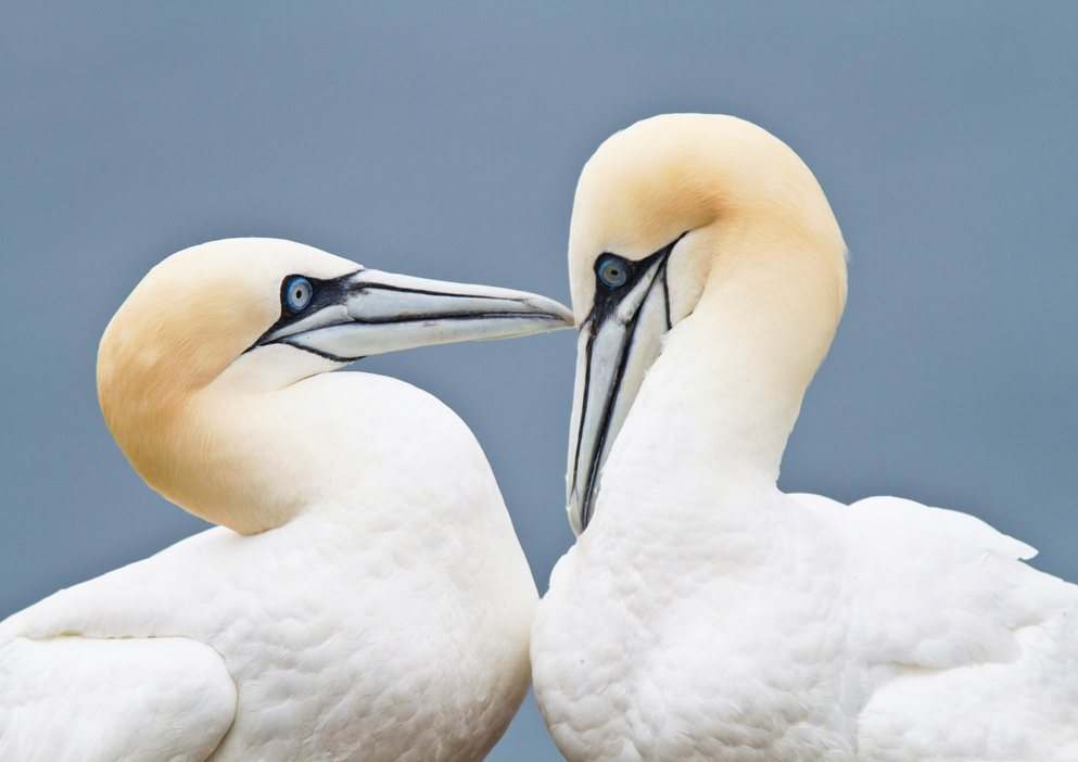 Northern gannet