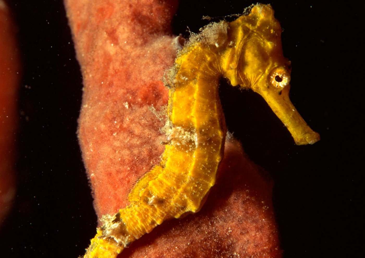 Hippocampe