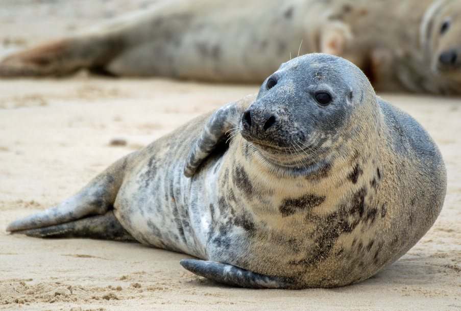 Grey seal