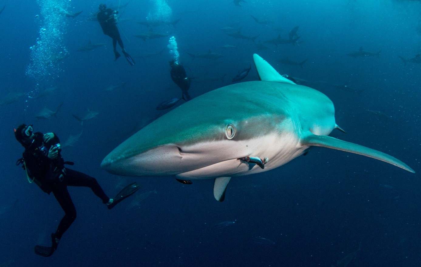Requins