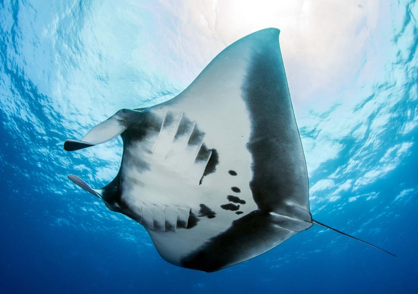 Raie manta océanique géante vue de dessous dans le bleu, Socorro, Revillagigedo