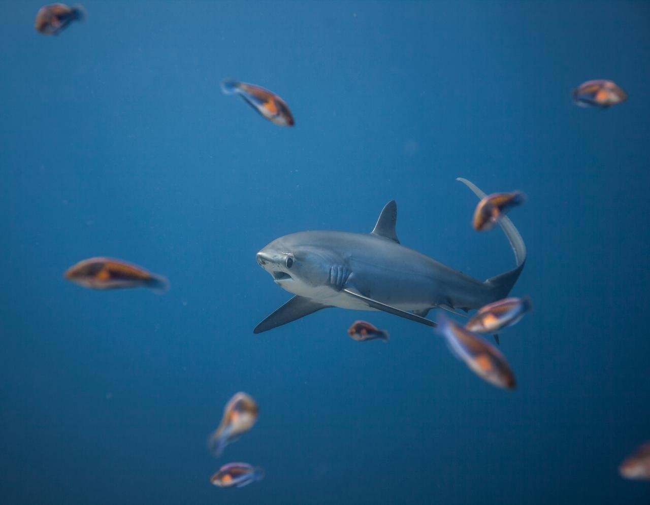 Requin-renard pélagique