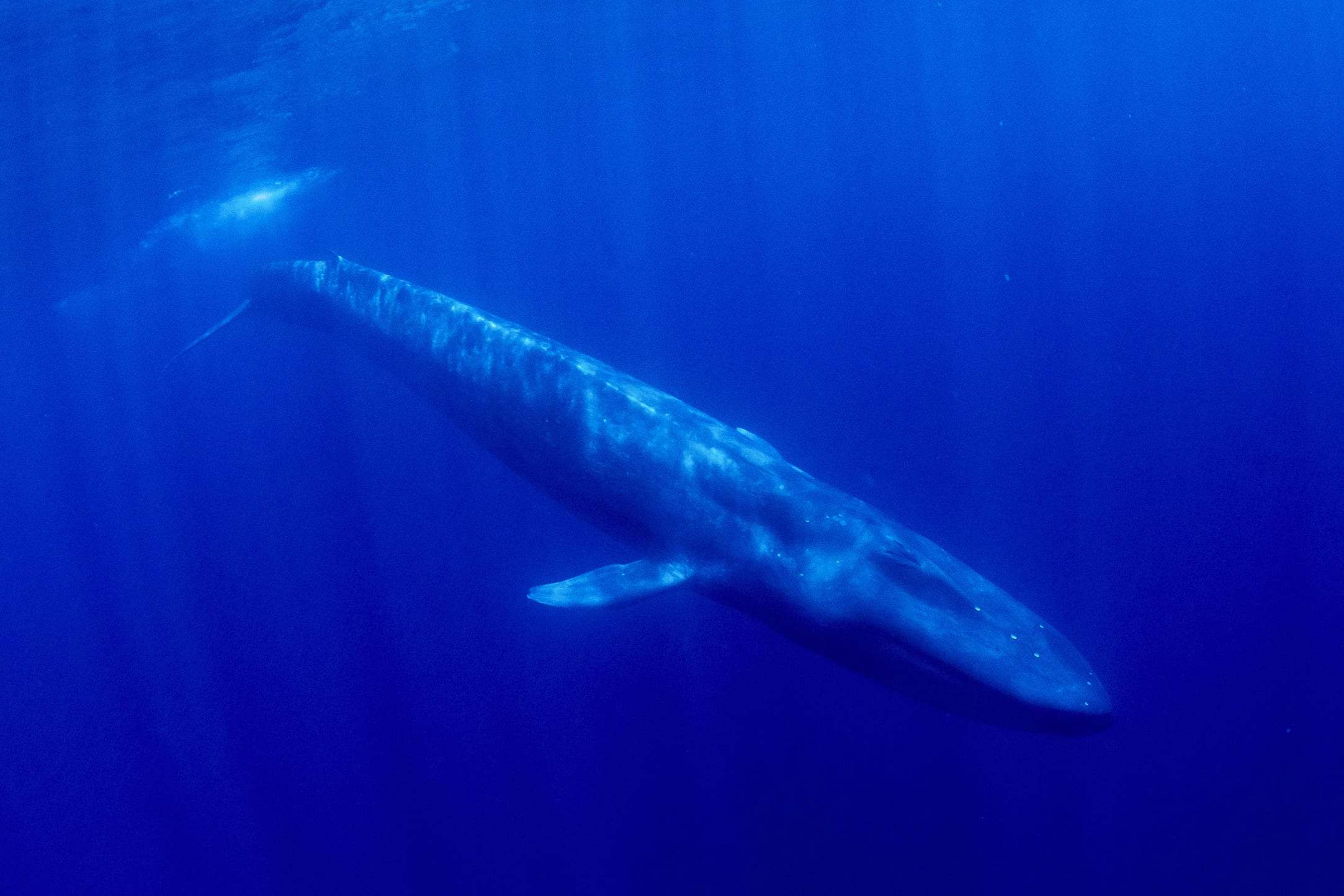 Baleine bleue pygmée glissant dans le bleu, détroit d’Ombai, Timor-Leste