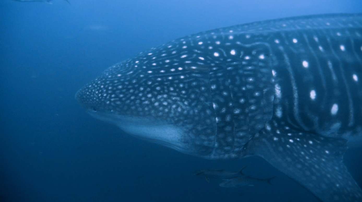 Requins-baleines