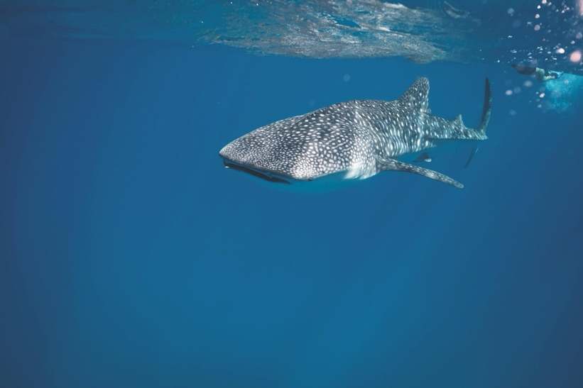 Requin-baleine