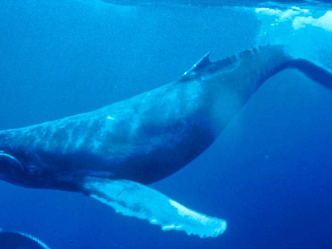 Orcas and other whales (if we’re lucky!)