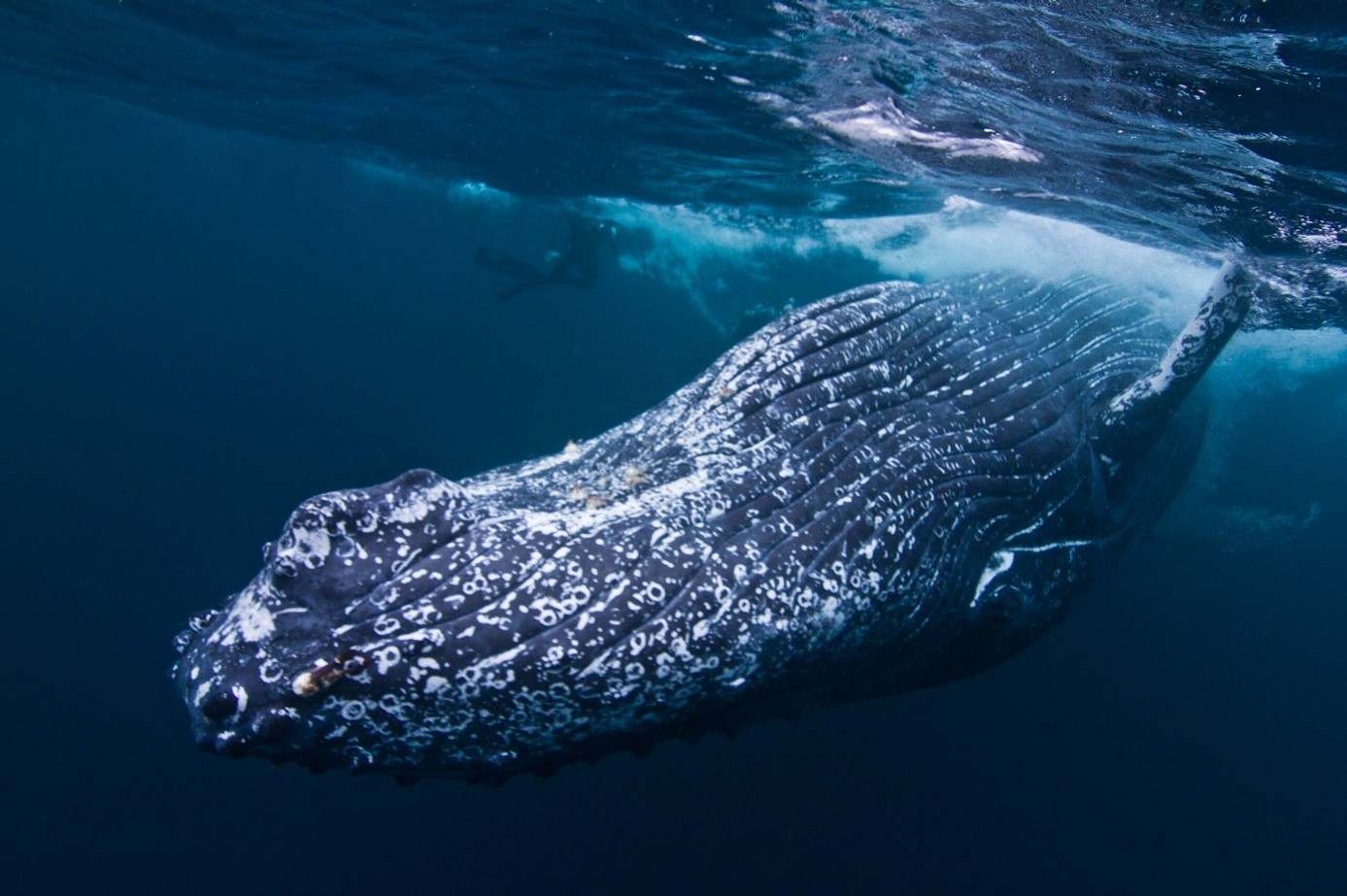 Baleines