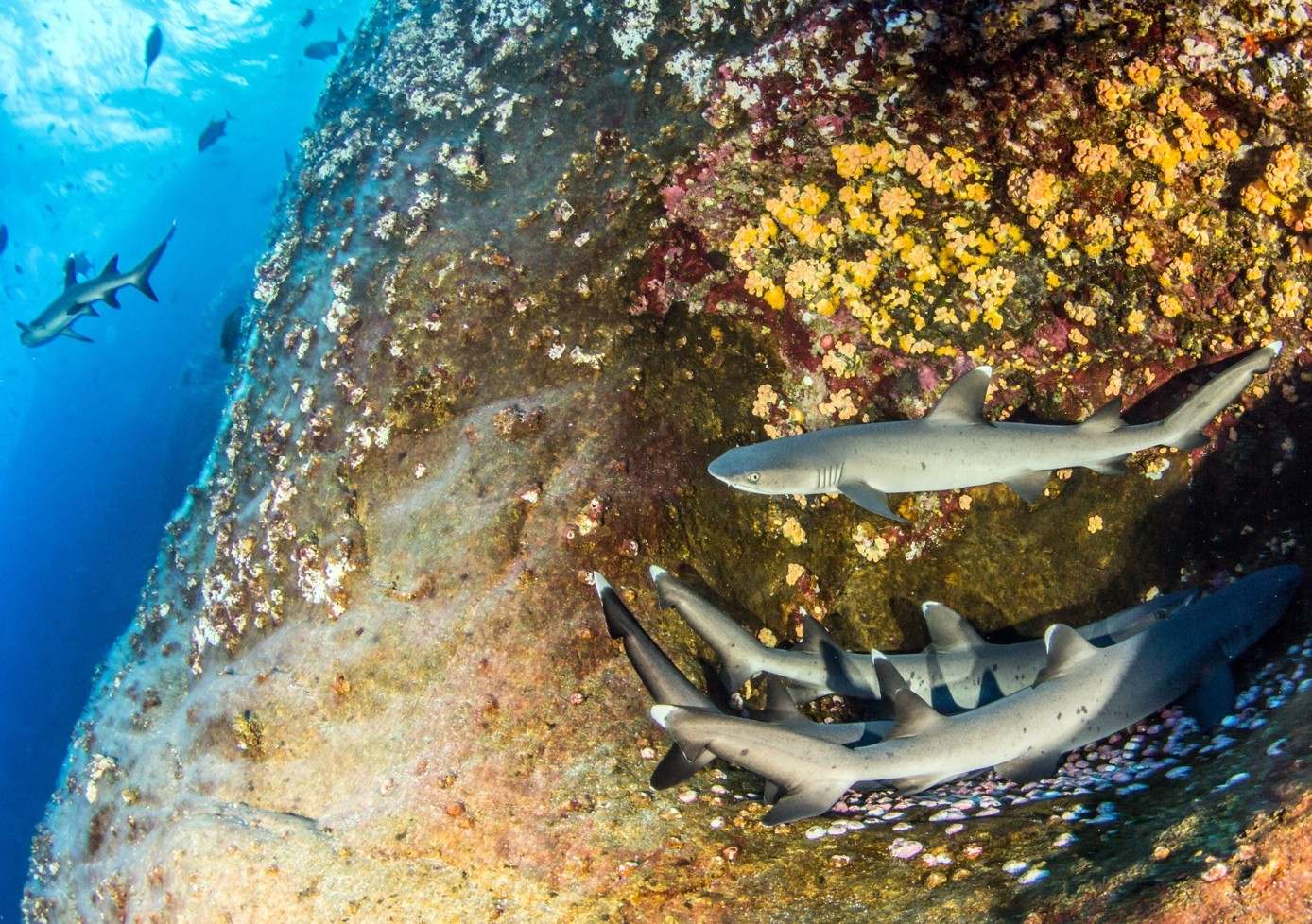 Requin corail