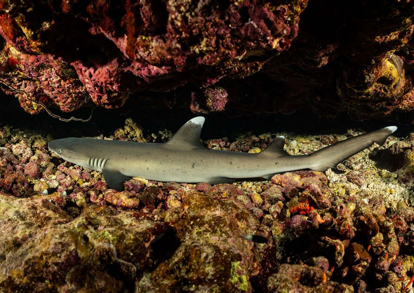 Requin corail